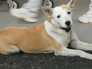 Cachorro raça SRD-ViraLata idade 1 ano nome bebêzinha sem nome ainda