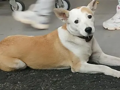 Cachorro raça SRD-ViraLata idade 1 ano nome bebêzinha sem nome ainda