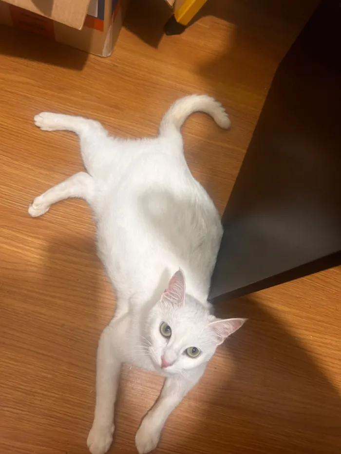 Gato raça SRD-ViraLata idade 2 anos nome Branca