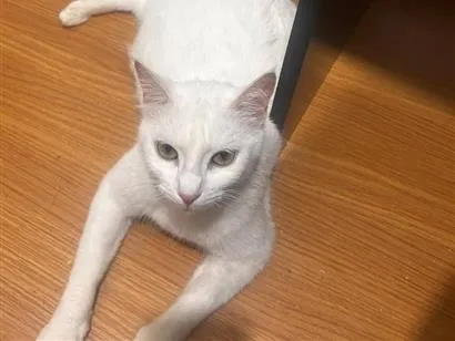 Gato raça SRD-ViraLata idade 2 anos nome Branca