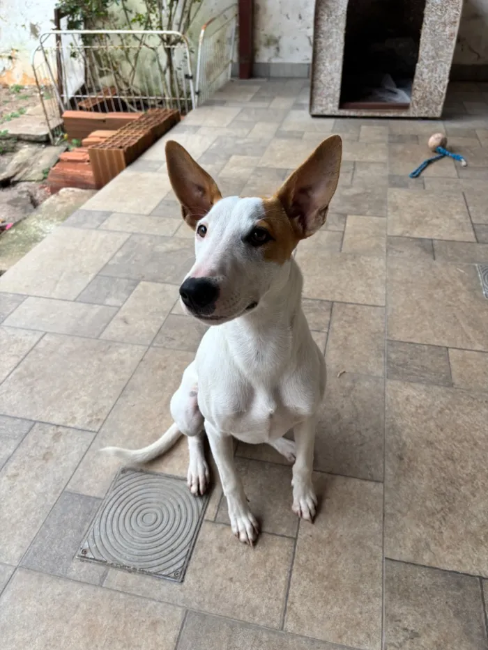 Cachorro raça  idade 7 a 11 meses nome Hermione