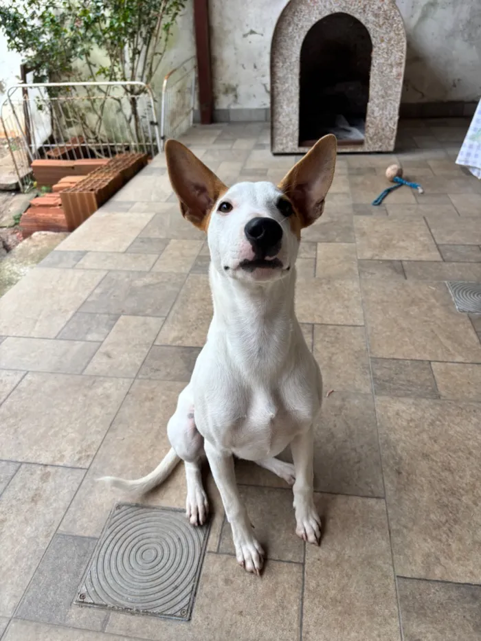 Cachorro raça  idade 7 a 11 meses nome Hermione