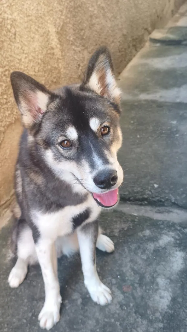 Cachorro raça SRD-ViraLata idade 1 ano nome Jade