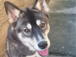 Cachorro raça SRD-ViraLata idade 1 ano nome Jade