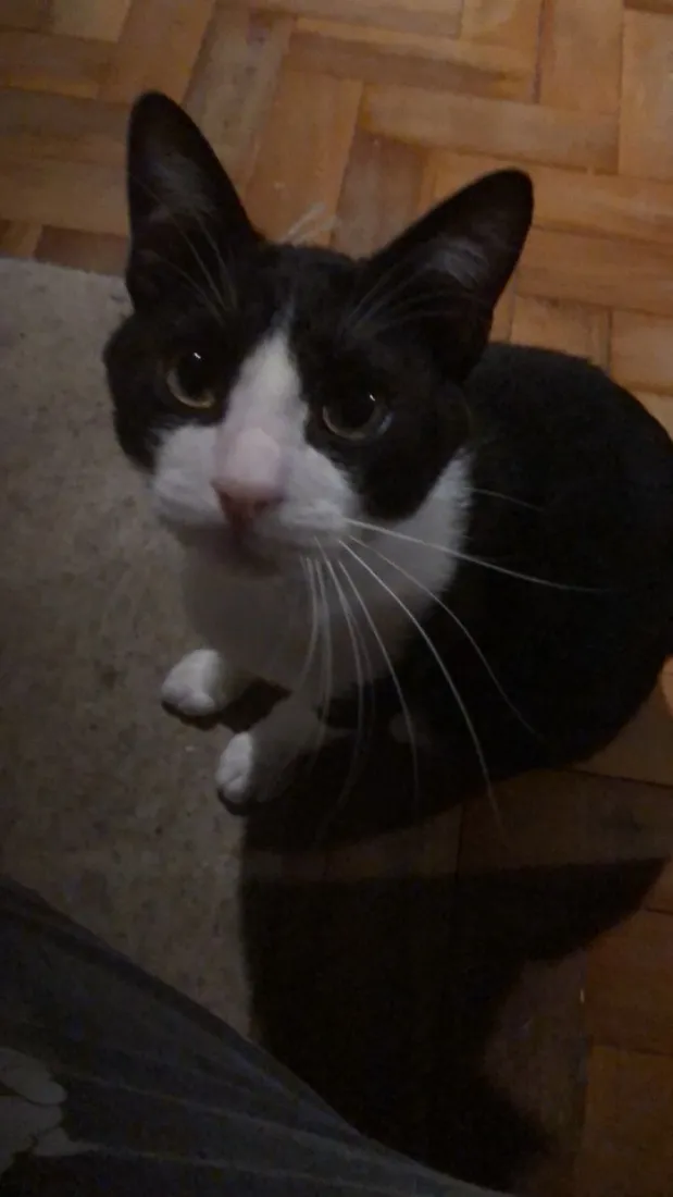 Gato raça SRD-ViraLata idade 1 ano nome Dexter