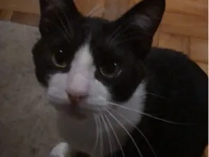Gato raça SRD-ViraLata idade 1 ano nome Dexter