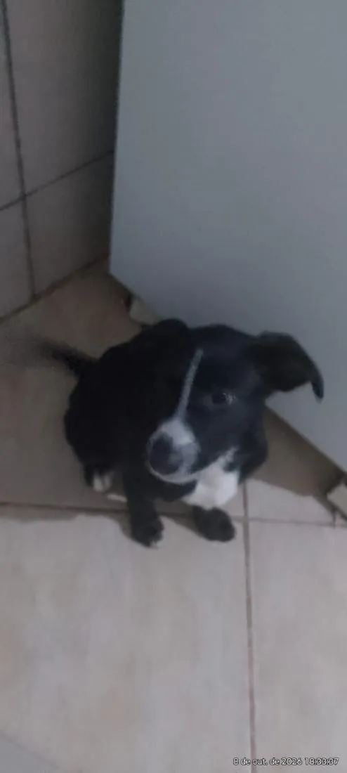 Cachorro raça SRD-ViraLata idade 2 a 6 meses nome Tyler