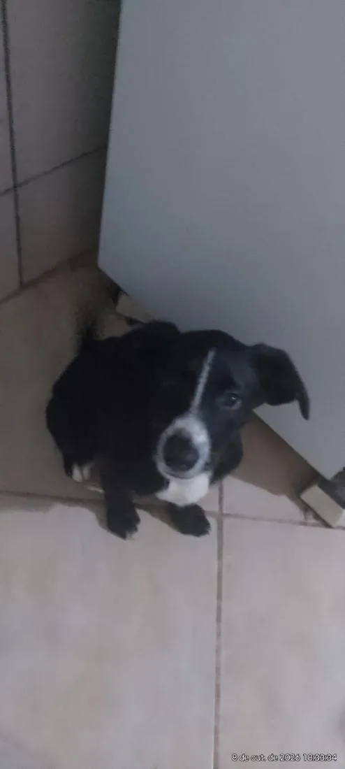 Cachorro raça SRD-ViraLata idade 2 a 6 meses nome Tyler