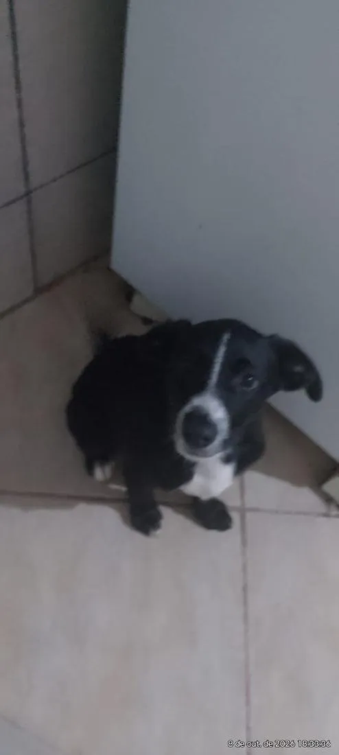 Cachorro raça SRD-ViraLata idade 2 a 6 meses nome Tyler