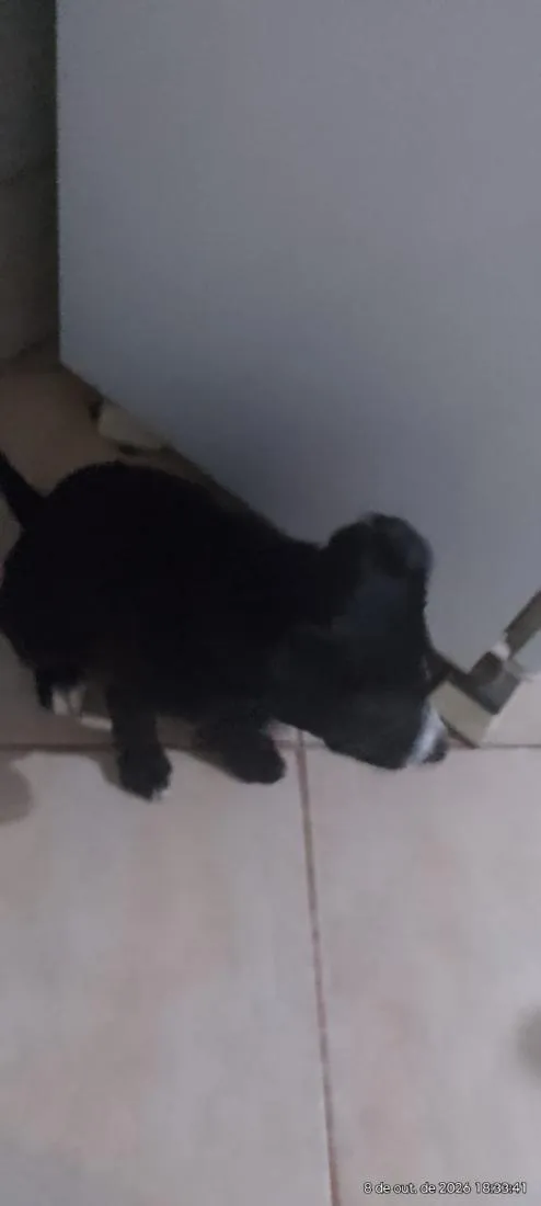 Cachorro raça SRD-ViraLata idade 2 a 6 meses nome Tyler