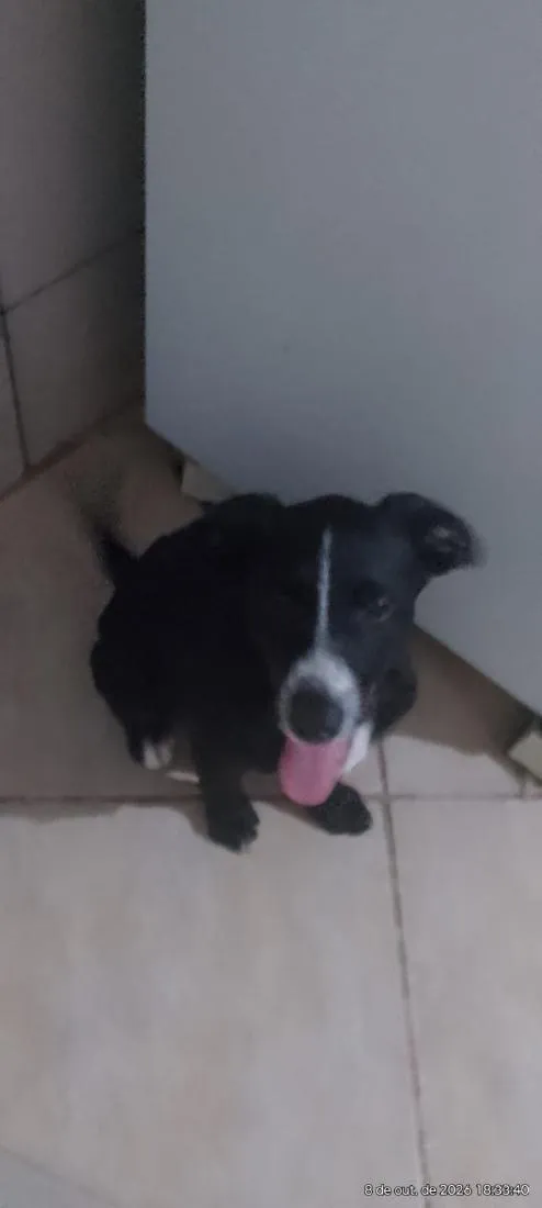 Cachorro raça SRD-ViraLata idade 2 a 6 meses nome Tyler
