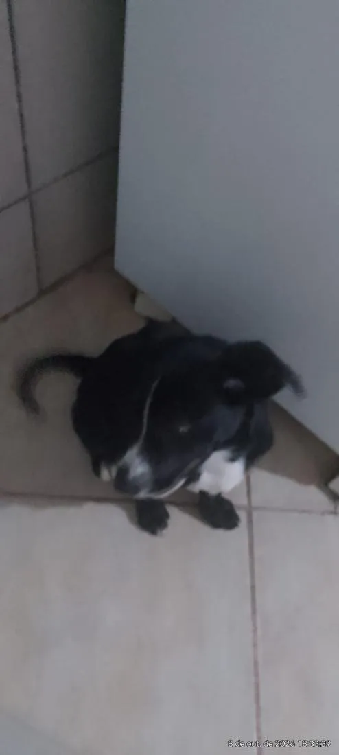 Cachorro raça SRD-ViraLata idade 2 a 6 meses nome Tyler