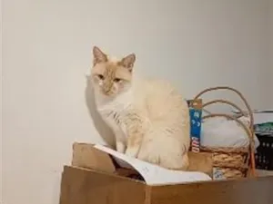 Gato raça SRD-ViraLata idade 2 anos nome Junin