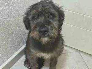 Cachorro raça SRD-ViraLata idade 1 ano nome Zeus