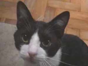 Gato raça SRD-ViraLata idade 1 ano nome Dexter