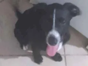 Cachorro raça SRD-ViraLata idade 2 a 6 meses nome Tyler