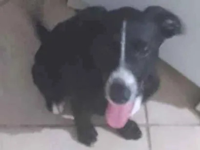 Cachorro raça SRD-ViraLata idade 2 a 6 meses nome Tyler