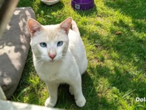 Gato raça SRD-ViraLata idade 1 ano nome Show ball