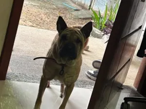 Cachorro raça SRD-ViraLata idade 3 anos nome Lua