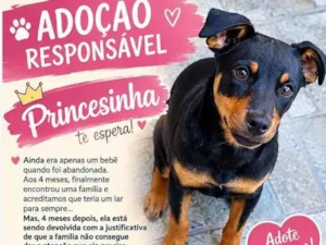 Cachorro raça SRD-ViraLata idade 7 a 11 meses nome Princesinha