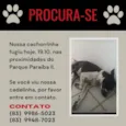 Cacau