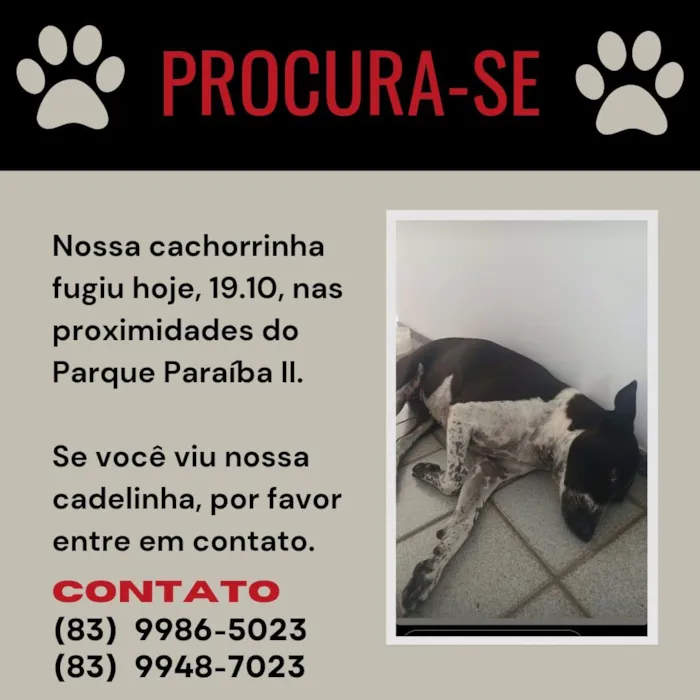 Cachorro raça SRD-ViraLata idade 6 ou mais anos nome Cacau