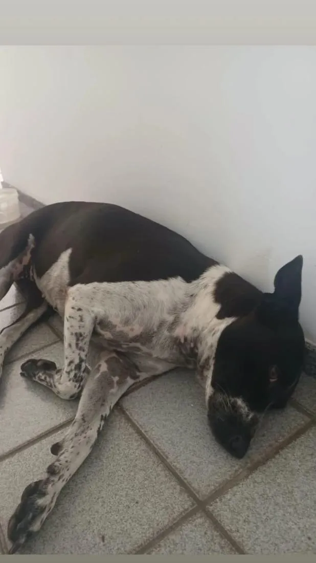 Cachorro raça SRD-ViraLata idade 6 ou mais anos nome Cacau