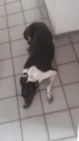 Cacau
