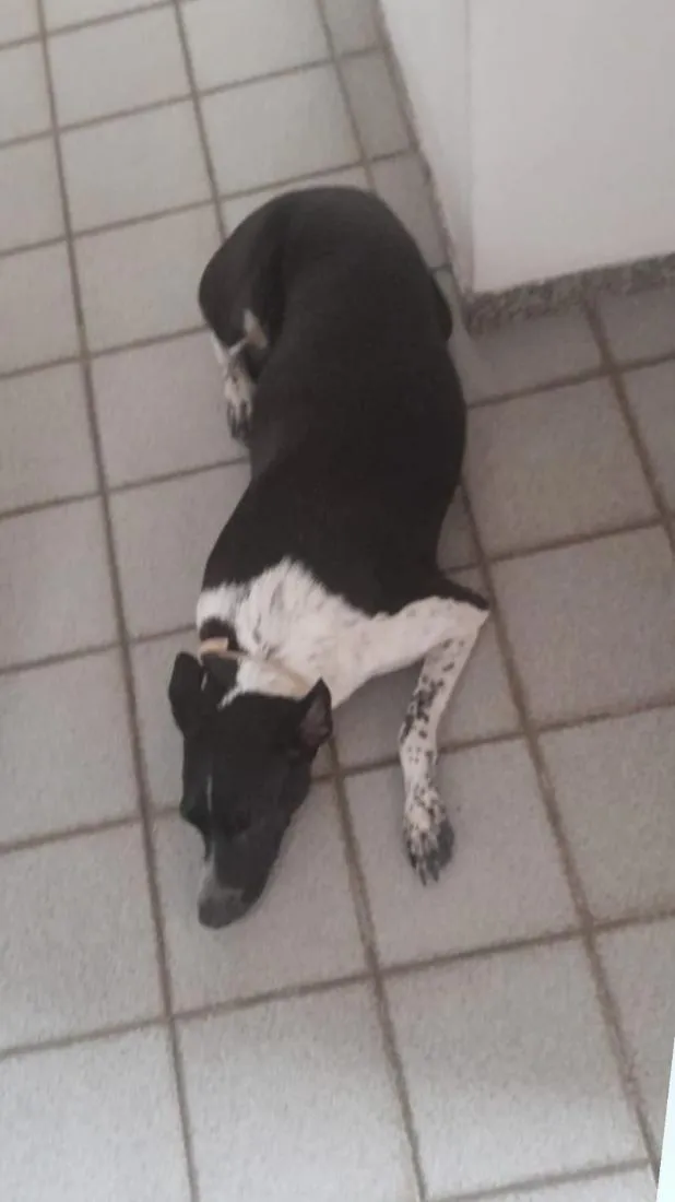 Cachorro raça SRD-ViraLata idade 6 ou mais anos nome Cacau