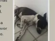 Cacau