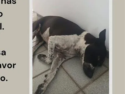 Cachorro raça SRD-ViraLata idade 6 ou mais anos nome Cacau
