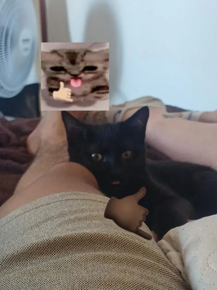 Gato raça SRD-ViraLata idade 2 a 6 meses nome Francisco
