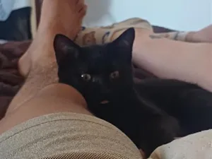 Gato raça SRD-ViraLata idade 2 a 6 meses nome Francisco