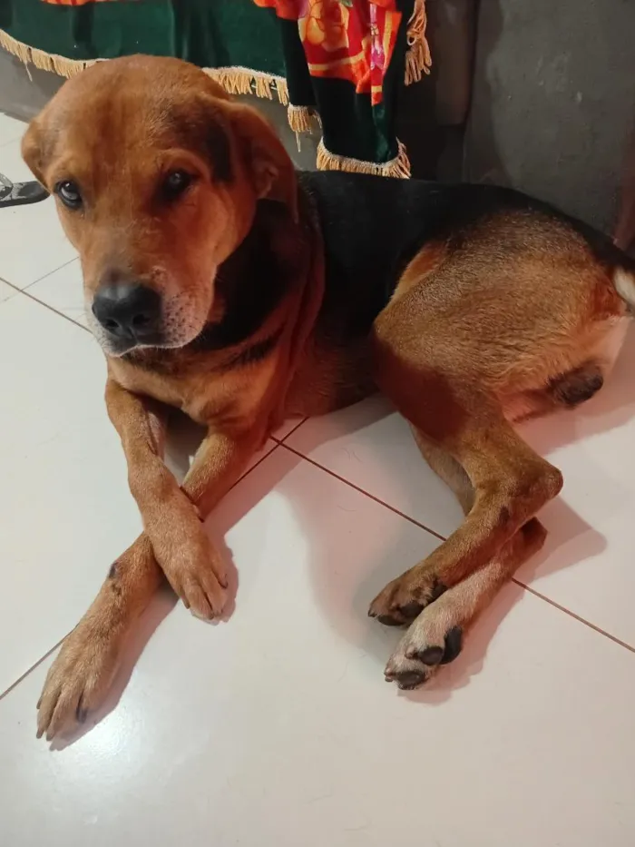 Cachorro raça Labrador idade 6 ou mais anos nome Thor