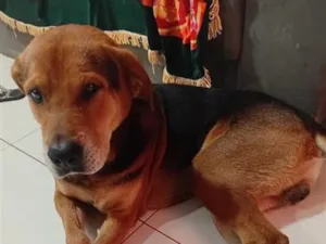 Cachorro raça Labrador idade 6 ou mais anos nome Thor