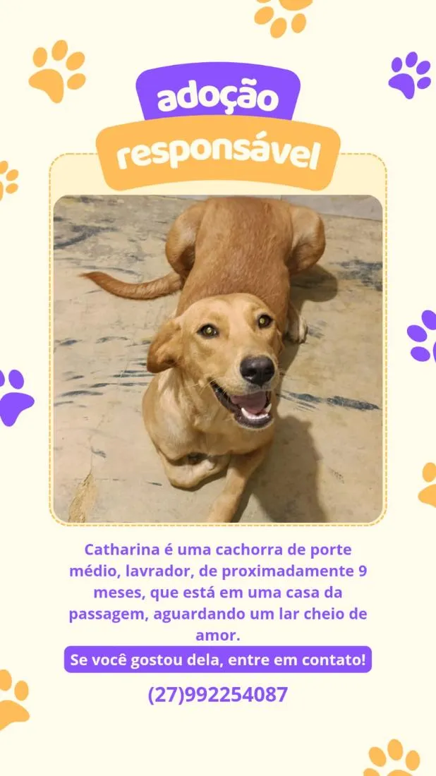 Cachorro raça Labrador idade 7 a 11 meses nome Catharina