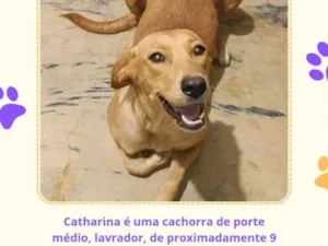 Cachorro raça Labrador idade 7 a 11 meses nome Catharina