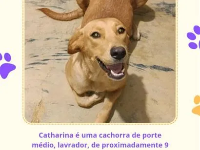 Cachorro raça Labrador idade 7 a 11 meses nome Catharina