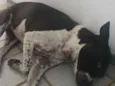 Cacau