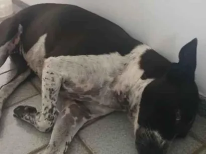 Cachorro raça SRD-ViraLata idade 6 ou mais anos nome Cacau