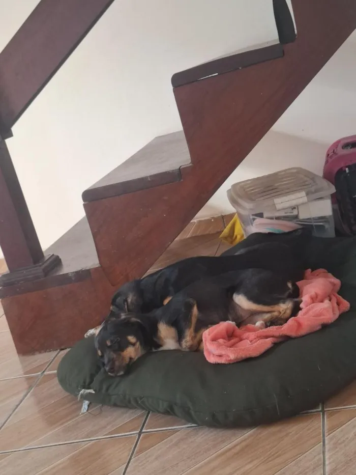 Cachorro raça SRD-ViraLata idade 2 a 6 meses nome Ayla e Izzye
