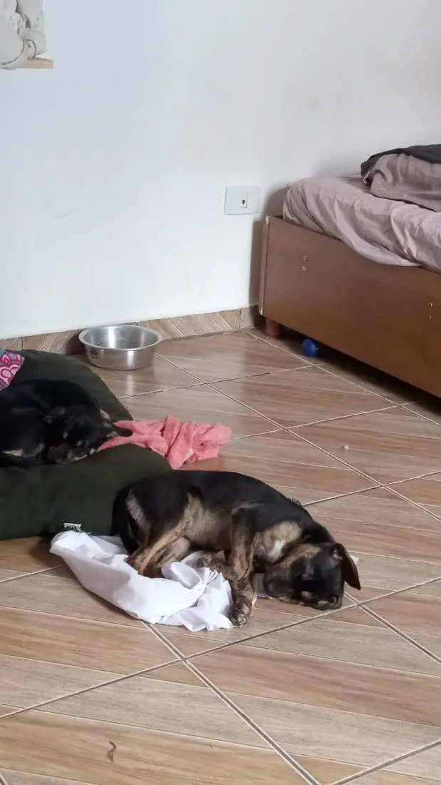 Cachorro raça SRD-ViraLata idade 2 a 6 meses nome Ayla e Izzye