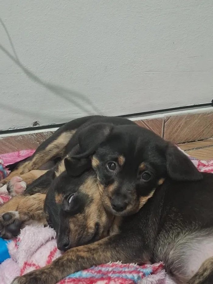 Cachorro raça SRD-ViraLata idade 2 a 6 meses nome Ayla e Izzye