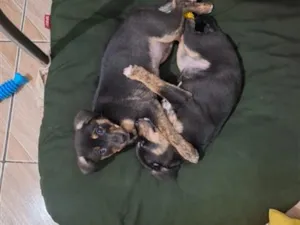Cachorro raça SRD-ViraLata idade 2 a 6 meses nome Ayla e Izzye