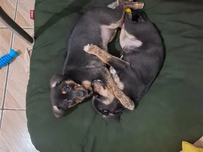 Cachorro raça SRD-ViraLata idade 2 a 6 meses nome Ayla e Izzye