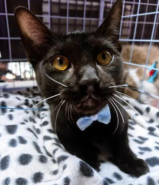 Gato raça SRD-ViraLata idade 2 a 6 meses nome NEY BLACK