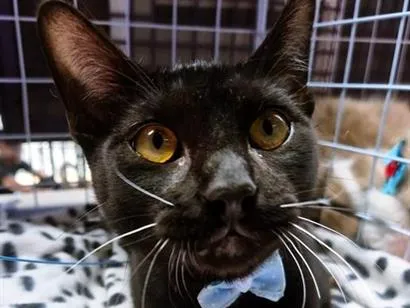 Gato raça SRD-ViraLata idade 2 a 6 meses nome NEY BLACK