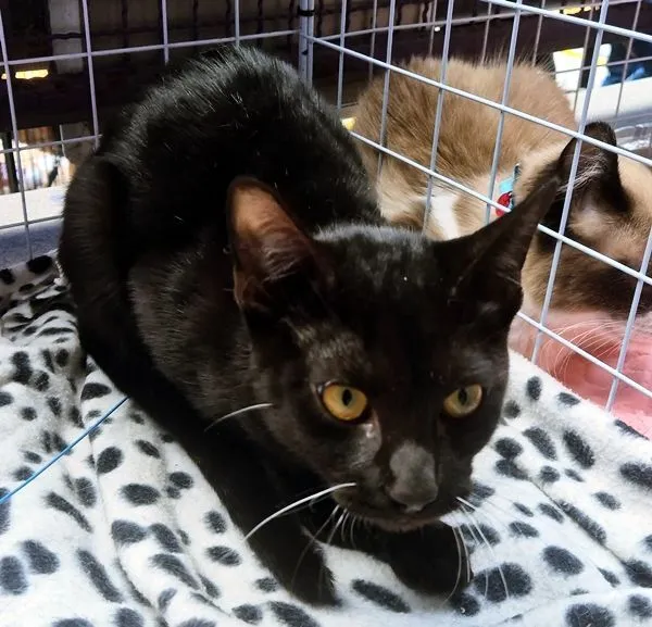 Gato raça SRD-ViraLata idade 2 a 6 meses nome NEY BLACK
