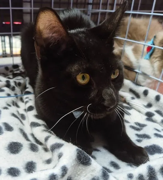 Gato raça SRD-ViraLata idade 2 a 6 meses nome NEY BLACK