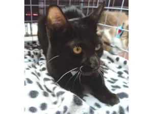 Gato raça SRD-ViraLata idade 2 a 6 meses nome NEY BLACK